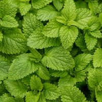 Lemon Balm Extract (Melissa officinalis)