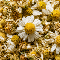 Chamomile Extract (Flower)